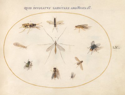 Tafel 60: Fliegen und andere Insekten von Joris Hoefnagel