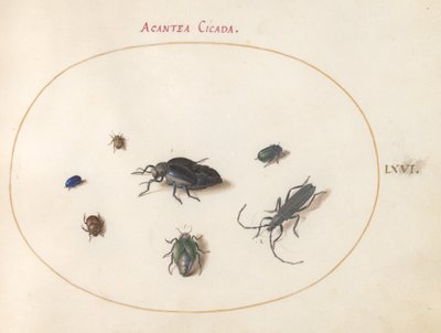 Tafel 66: Zwei Ölkäfer, ein Langhornkäfer und vier andere Insekten von Joris Hoefnagel