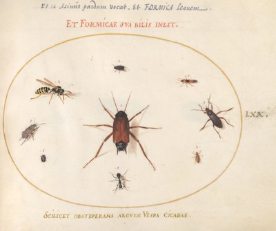 Tafel 70: Ein Rotauge umgeben von Insekten von Joris Hoefnagel