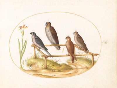 Tafel 7: Vier Raubvögel auf einem Holzrahmen von Joris Hoefnagel