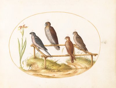 Tafel 7: Vier Raubvögel auf einem Holzrahmen von Joris Hoefnagel