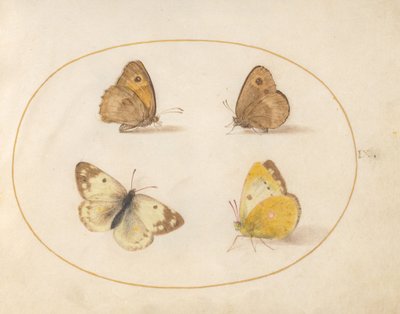 Tafel 9: Wiesenbraunauge, Schachbrettfalter, Postillon und Bath-Weißling von Joris Hoefnagel
