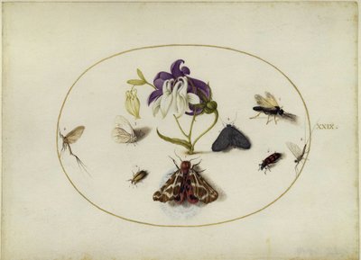  von Joris Hoefnagel