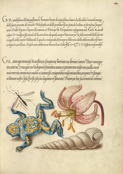 Wasserfliege, Türkenbundlilie, Gelbbauchunke und Europäische Schraubenschnecke von Joris Hoefnagel