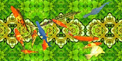 Koi-Karpfen im Unterwassergarten 3 von Josef Johann Michel