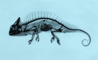 Historisches Röntgenbild eines Kammchamäleons (Trioceros cristatus) 1896 von Josef Maria Eder