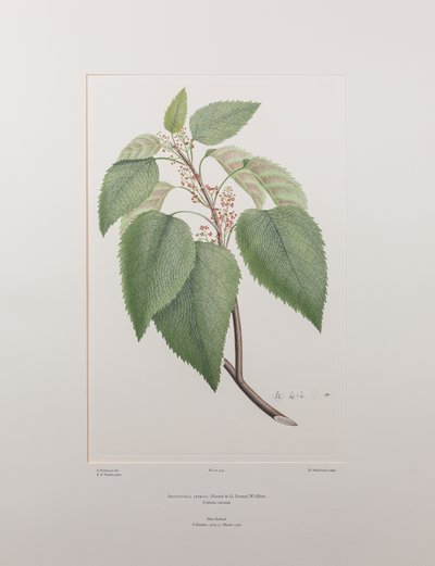 Aristotelia serrata (Elaeocarpaceae) - Tafel 419, Banks
