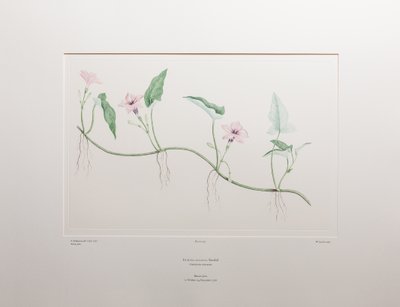 Ipomoea aquatica (Convolvulaceae) - Tafel 375, Banks