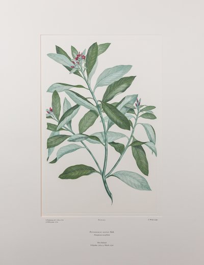 Pittosporum ralphii (Pittosporaceae) - Tafel 413, Banks