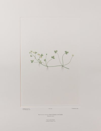 Ranunculus rivularis (Ranunculaceae) - Tafel 405, Banks