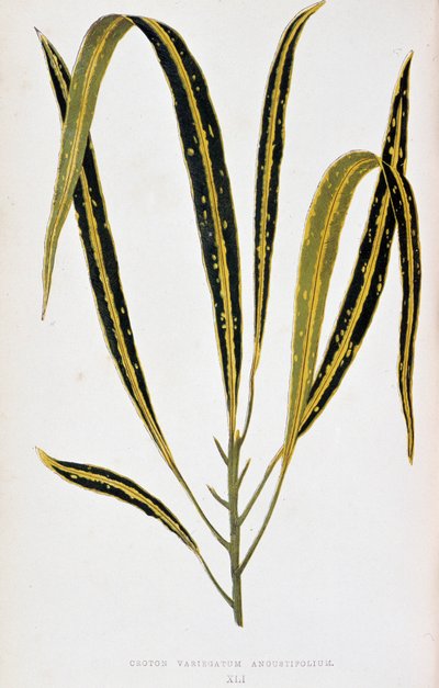 Croton-Blatt variegatum angustifolium. Botanische Tafel in „Pflanzen mit buntem Laub. Sammlung der bemerkenswertesten Arten zur Dekoration von Gärten, Gewächshäusern und Wohnungen, von Edward Joseph Lowe und W. Howard, Mitglieder der Londoner Horticultur von Joseph Edward and Howard W Lowe