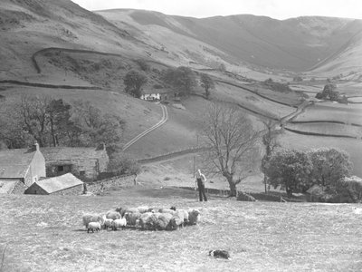 Ein Schäfer und sein Schäferhund kontrollieren eine Schafherde auf einem Feld in Martindale von Joseph Hardman