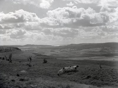 Eine kleine Herde gehörnter Schafe bei Scout Scar von Joseph Hardman