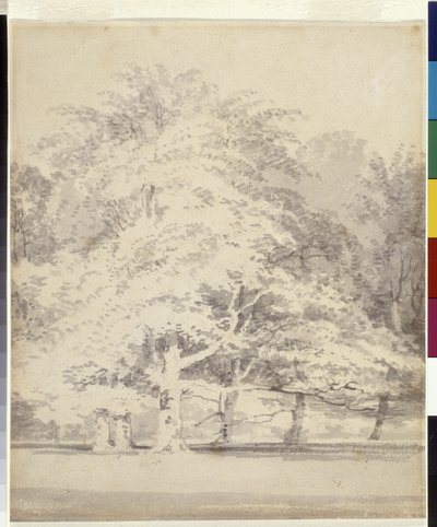 Buchenbäume von Joseph Mallord William Turner