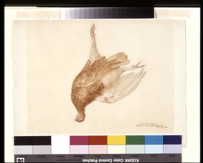 Totes Moorhuhn von Joseph Mallord William Turner