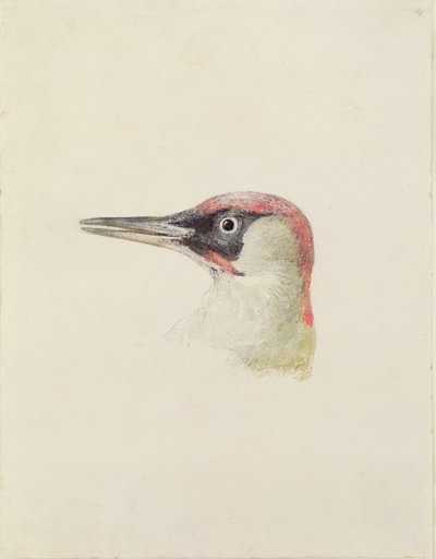 Specht, aus dem Farnley Buch der Vögel, ca. 1816 von Joseph Mallord William Turner