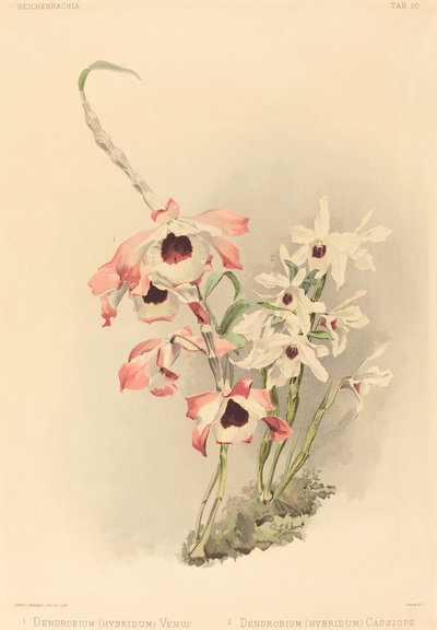 Dendrobium (Hybridium) Venus und Dendrobium (Hybridium) Cassiope von Joseph Mansell after Henry George Moon