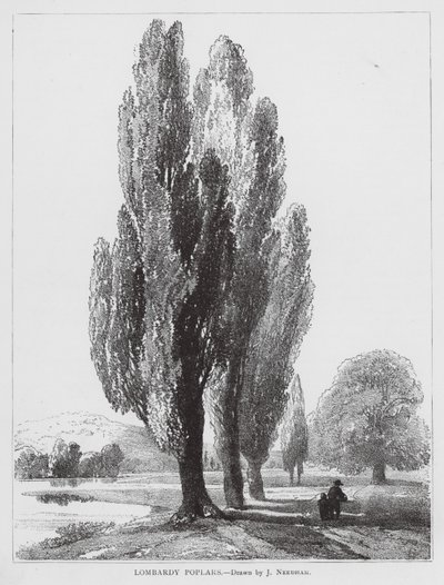 Lombardische Pappeln von Joseph Needham