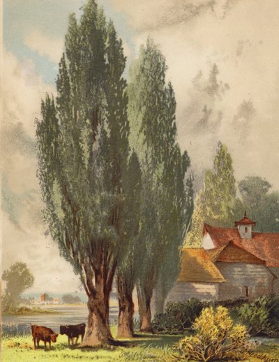Lombardische Pappeln, englische Szene von Joseph Needham
