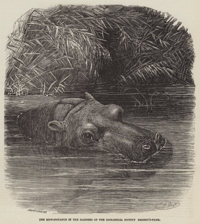 Das Nilpferd in den Gärten der Zoologischen Gesellschaft, Regent