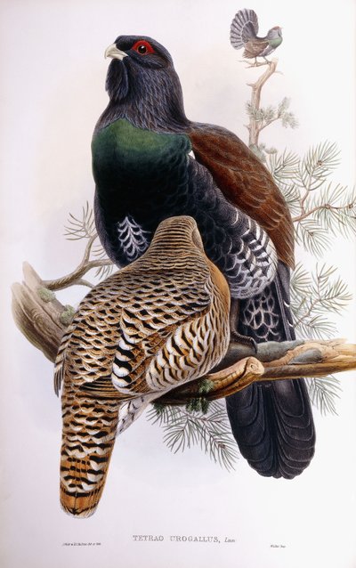 Auerhahn von Joseph Wolf