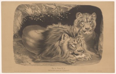 Löwe und Löwin (Tierstudien in zwei Kreiden, Serie) von Joseph Zephyris Gengembre
