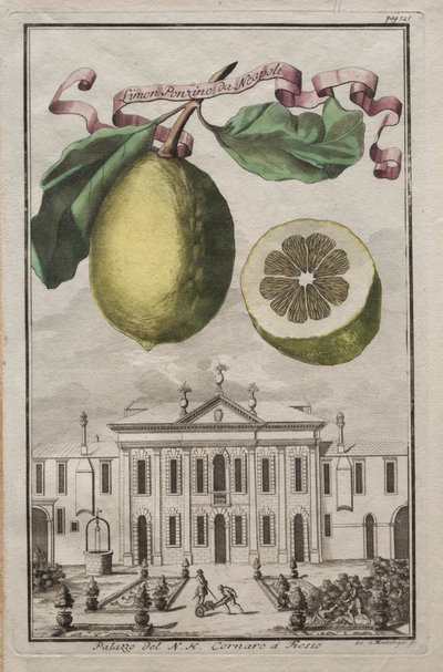 Nürnbergische Hesperides: No125 - Limon Ponzino da Neapoli. Palazzo del N. H. Cornaro à Fiesso, ca. 170 von Joseph de Montalegre