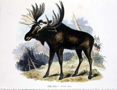 Der Elch (Cervus alces) von Josiah Wood Whymper
