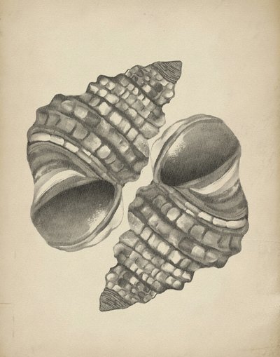 Detaillierte Spiralmuscheln von Josie George