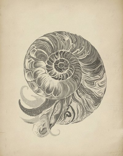 Komplexe Nautilus Spirale von Josie George
