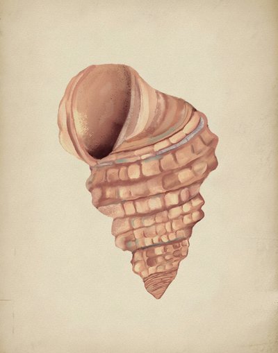 Spiralmuscheln Studie von Josie George