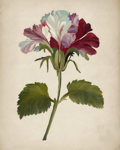 Lebendige Geranienblüte von Josie George