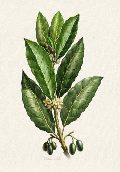 Botanische Blätter und Früchte von Juan Hernaz