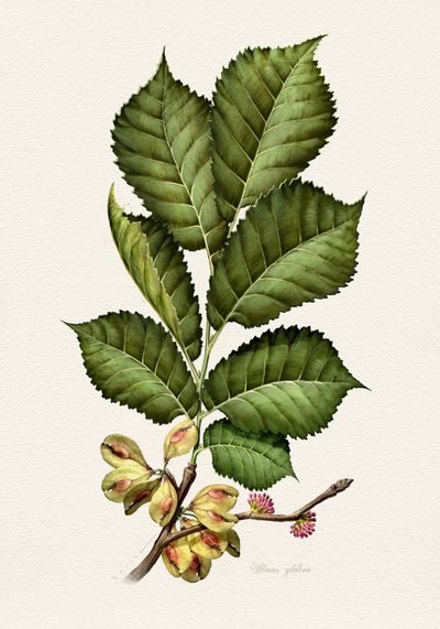 Frische Ulmen-Botanische Studie von Juan Hernaz