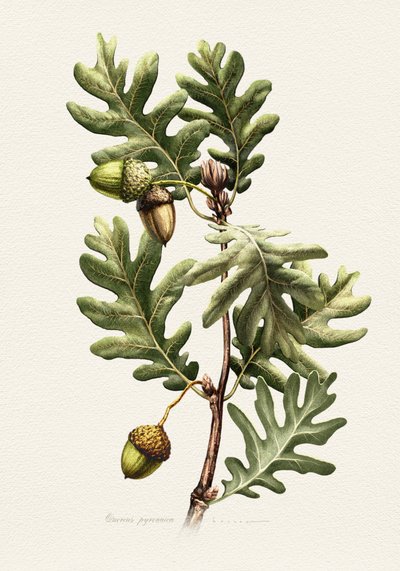 Pyrenäen-Eiche Botanische Kunst von Juan Hernaz