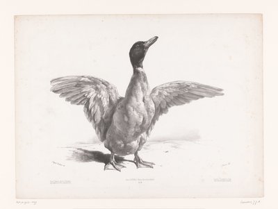 Studie einer Ente mit ausgebreiteten Flügeln von Jules Joseph Augustin Laurens