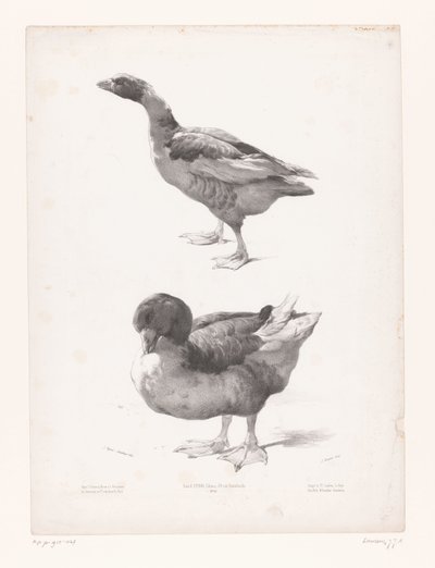 Studie einer Gans und einer Ente von Jules Joseph Augustin Laurens