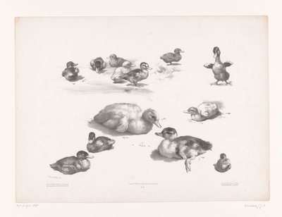 Studien von Enten und Entenküken von Jules Joseph Augustin Laurens
