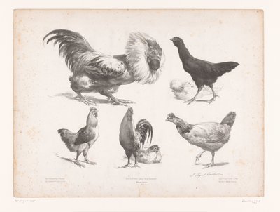 Studien von verschiedenen Hühnerarten Tierstudien Petites études d