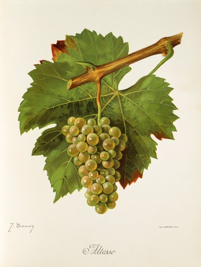 Altesse-Traube von Jules Troncy