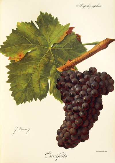 Cornifesto Traube von Jules Troncy