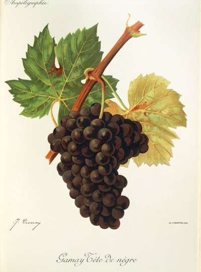 Gamay Tete de Negre Traube von Jules Troncy