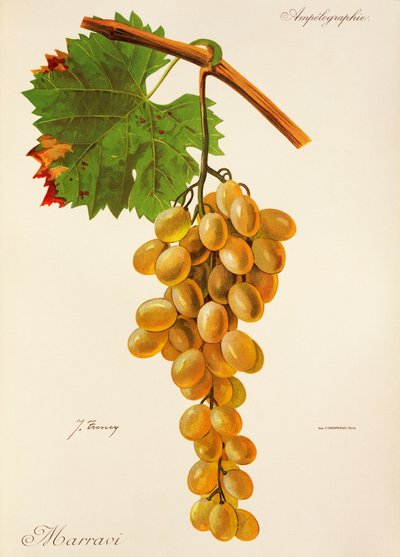 Marravi Traube von J. Troncy von Jules Troncy