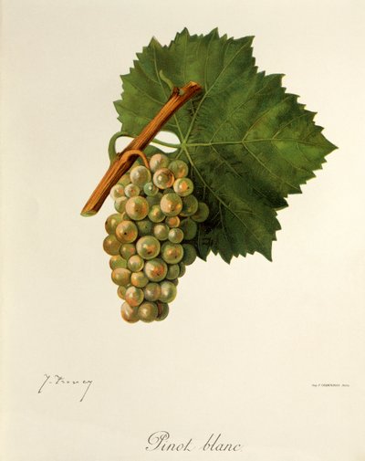 Pinot Blanc-Traube von Jules Troncy