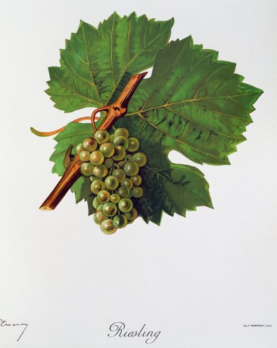 Riesling-Trauben aus Ampelographie, Traité général de viticulture, Bd. II, von Pierre Viala und Victor Vermorel, Paris von Jules Troncy