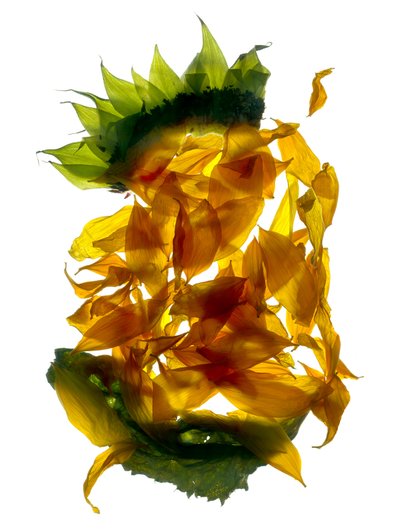 Chiquita Sonnenblume von Julia McLemore