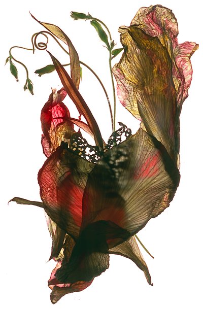 Morning Glory Canna Heart, 2012 von Julia McLemore
