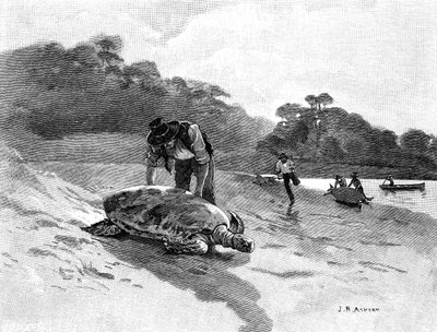 Schildkrötenfang von Julian Ashton