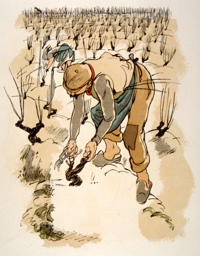Humorvolle Weinillustration 1946 von Julien Pavil