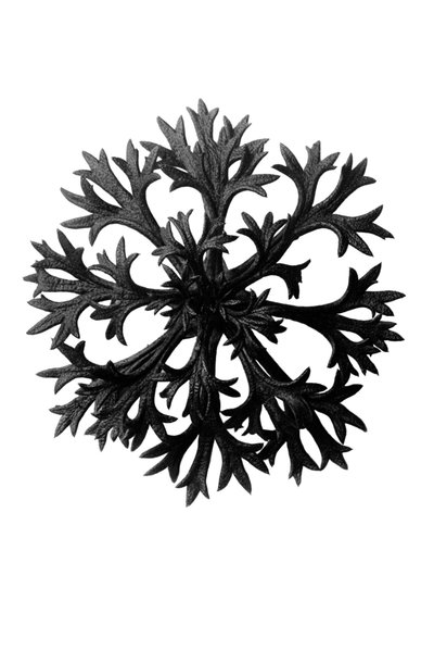 Urformen der Kunst von Karl Blossfeldt